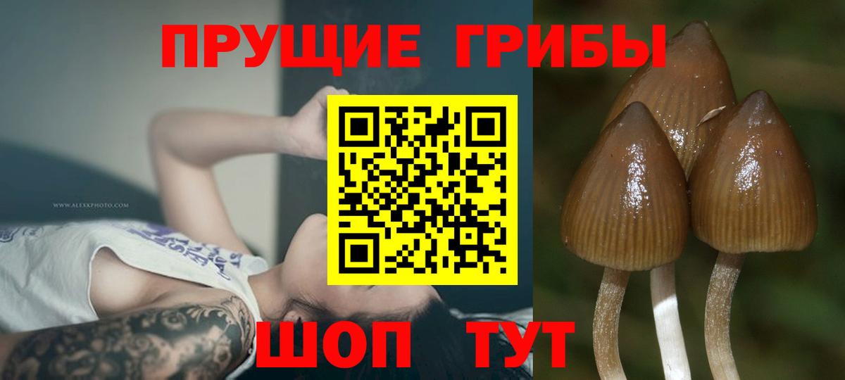 Галлюциногенные грибы Magic Shrooms  Вход с VPN  Гусь-Хрустальный  Галлюциногенные грибы прущие грибы 